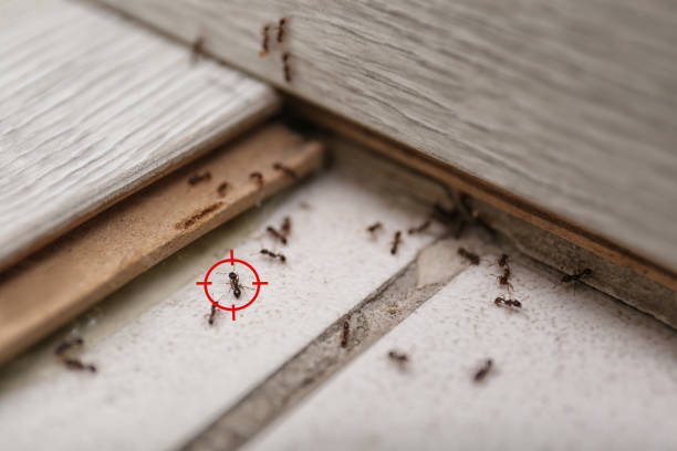 Best Residential Pest Control  in Cisco, TX