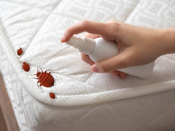 Best Ant Control Services  in Cisco, TX