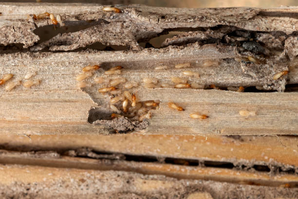 Best Cockroach Control Services  in Cisco, TX